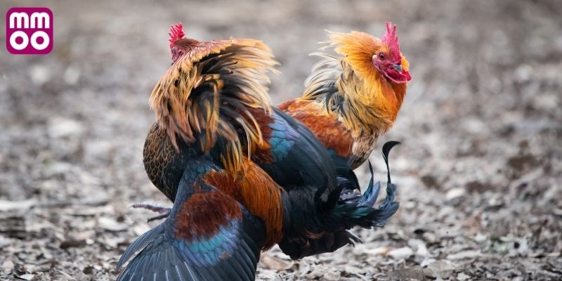 Dấu hiệu nhận biết gà đá Peru tiền lớn