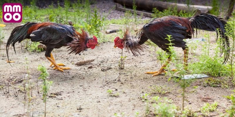Phân loại trận đấu đá gà 67 trực tiếp